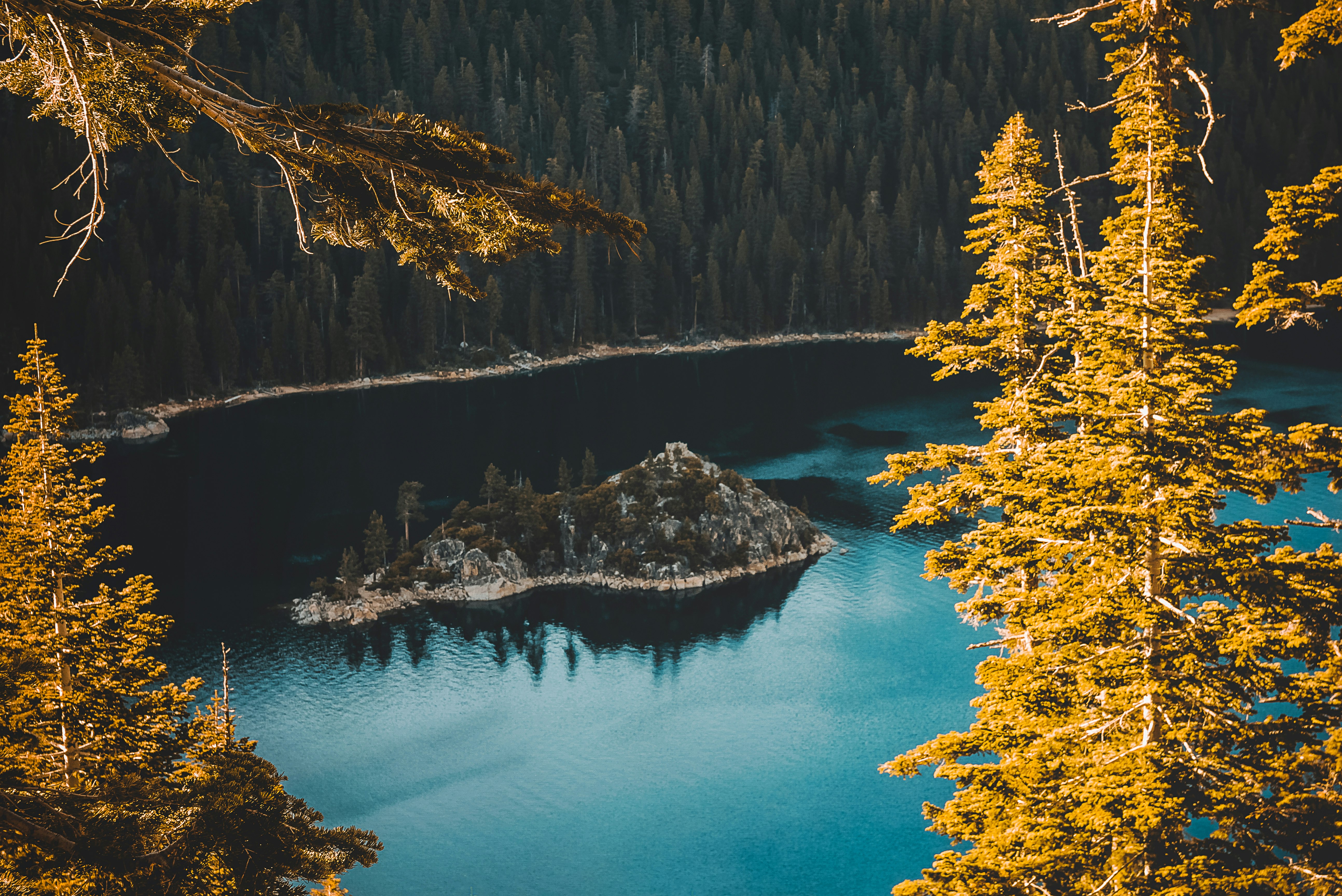 bird's eye view of island near tall trees